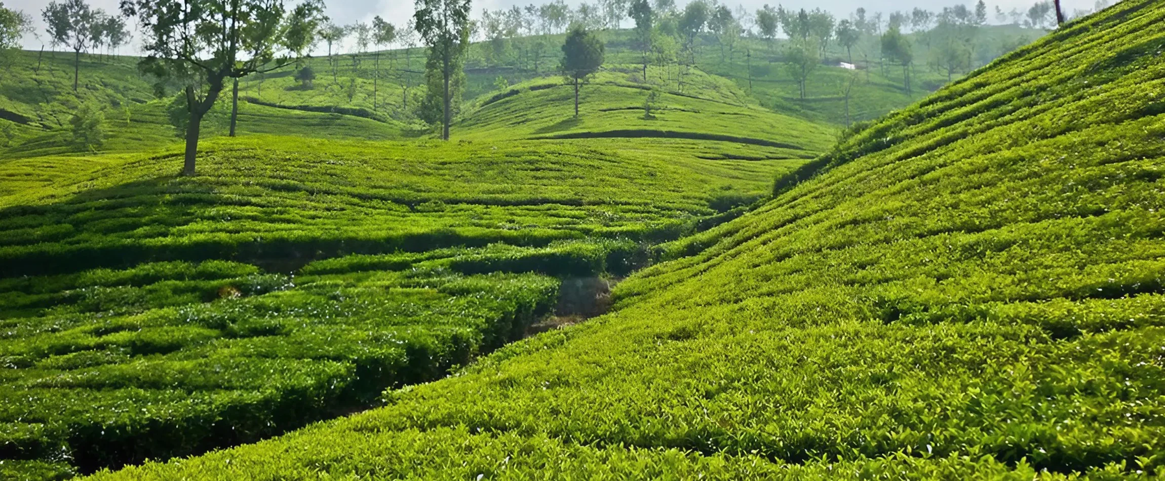 Best Time to Visit Ooty